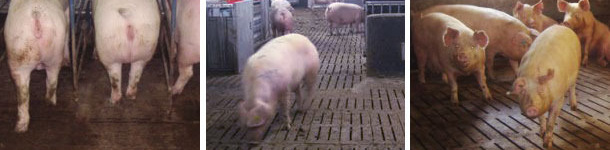 Various types of loose sow housing 3