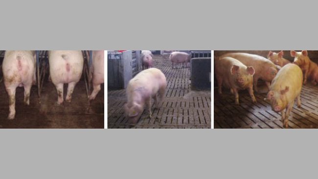 Various types of loose sow housing 3