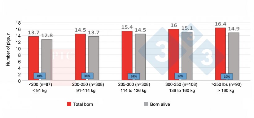 Figure 1. Effect of feed intake in first parity on litter size in second parity. First parity feed usage does impact P2 litter size. Mitigating feed restrictions in young females pays off. Source: PIC North America Technical Services (unpublished).