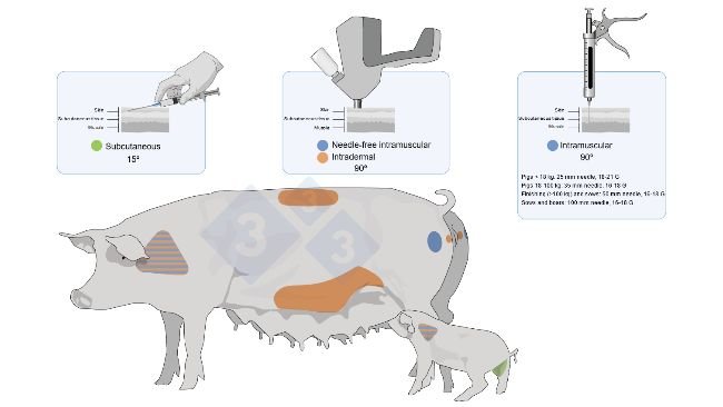 Figure 3. Vaccine application sites and types in pigs and piglets.