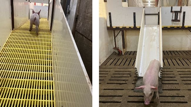 Figure 1. Piglets enter the ramp in the aisle and exit by sex via slides on either side.