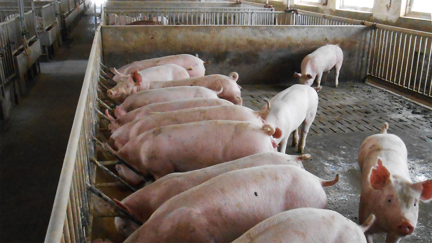 Figure 2. Typical breeder and finisher pig accommodation on affected farm.
