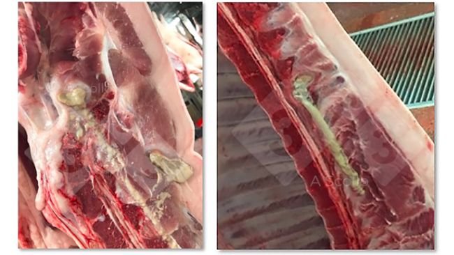 Spinal abscess in finishing pigs