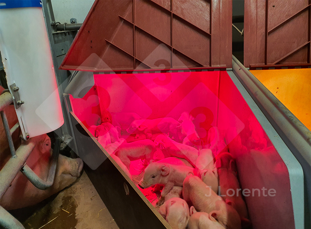 Closed nest with a heat source to avoid dropping temperature.