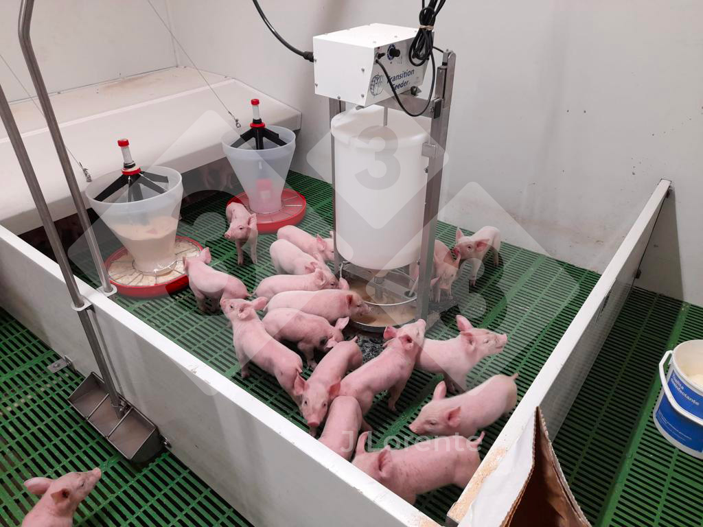 Space prepared to receive early weaned pigs