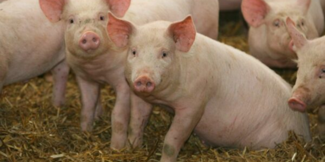 South Africa’s pork Industry adapts to rising disease risks