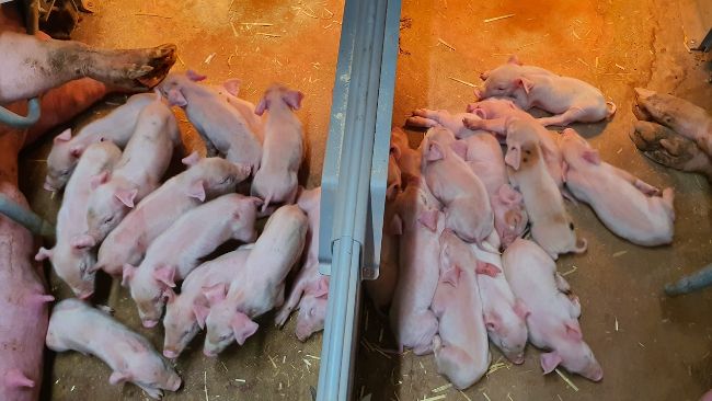U.S. reports record pig litter size - Swine news - 3tres3, pig to