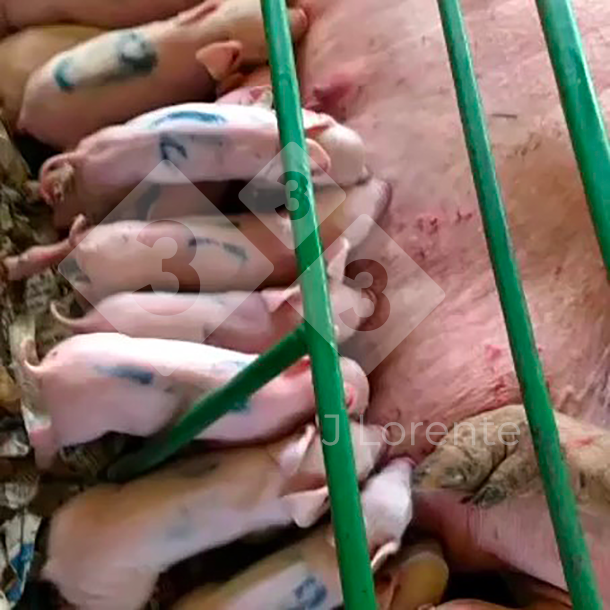 Figure 5. Marked piglets suckling.
