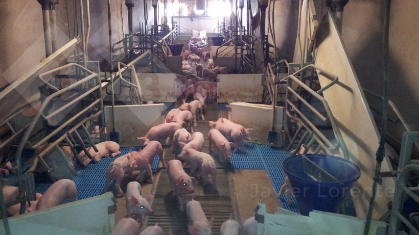 Photo 1. Laisser les porcelets sevrés dans la maternité pendant plusieurs jours réduit le stress du processus de sevrage.