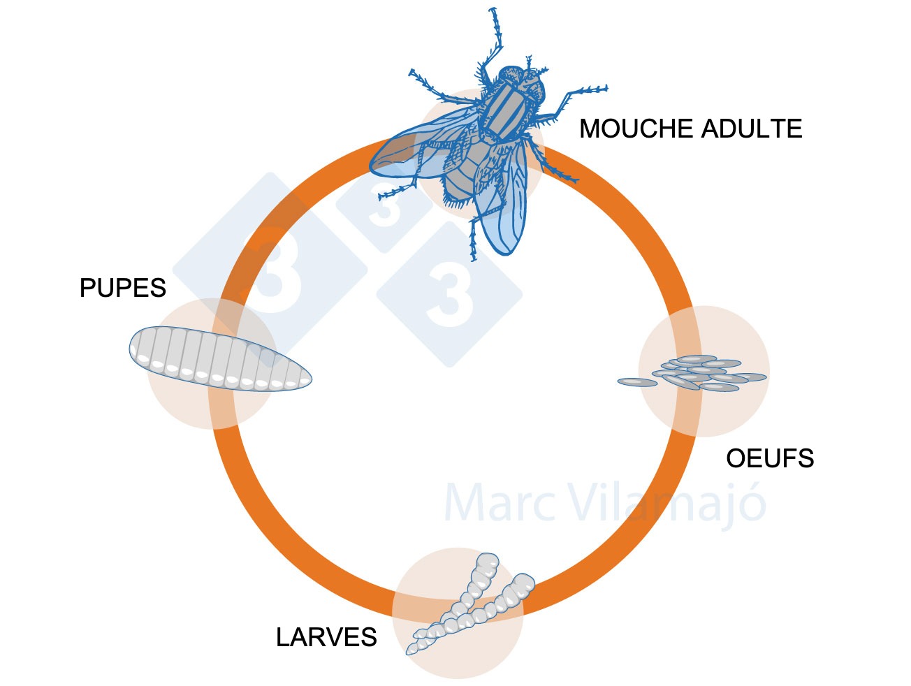 <p>Figure 1 : Cycle biologique de la mouche.</p>