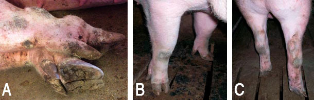Exemples de lésions des extrémités