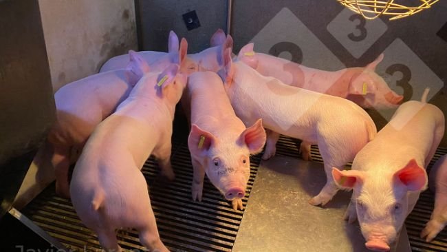 Photo 3. Porcelets sevrés de haute qualité. Plus grande probabilité de succès après le sevrage.