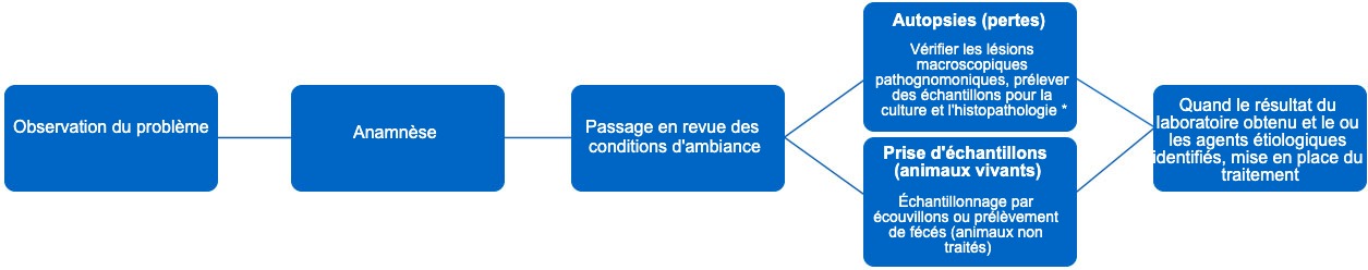 <p>Figure 1. Dans cet arbre de décision, les étapes à suivre pour établir un diagnostic précis et un traitement correct sont déterminées. * Le type de lésion peut nous donner des informations sur l'agent infectieux.</p>