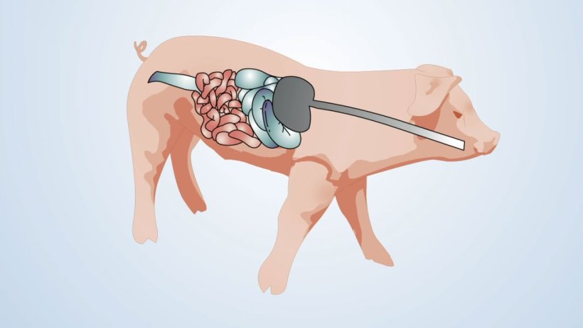 El&eacute;ments impliqu&eacute;s dans la sant&eacute; intestinale
