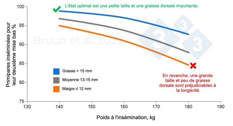 Relation entre le poids et l'&eacute;paisseur de la graisse dorsale des cochettes lors de la premi&egrave;re ins&eacute;mination et leur dur&eacute;e de vie productive et leur long&eacute;vit&eacute;. Bruun et al. (2020) : Rapport d'essai n&deg; 1206, SEGES Innovation
