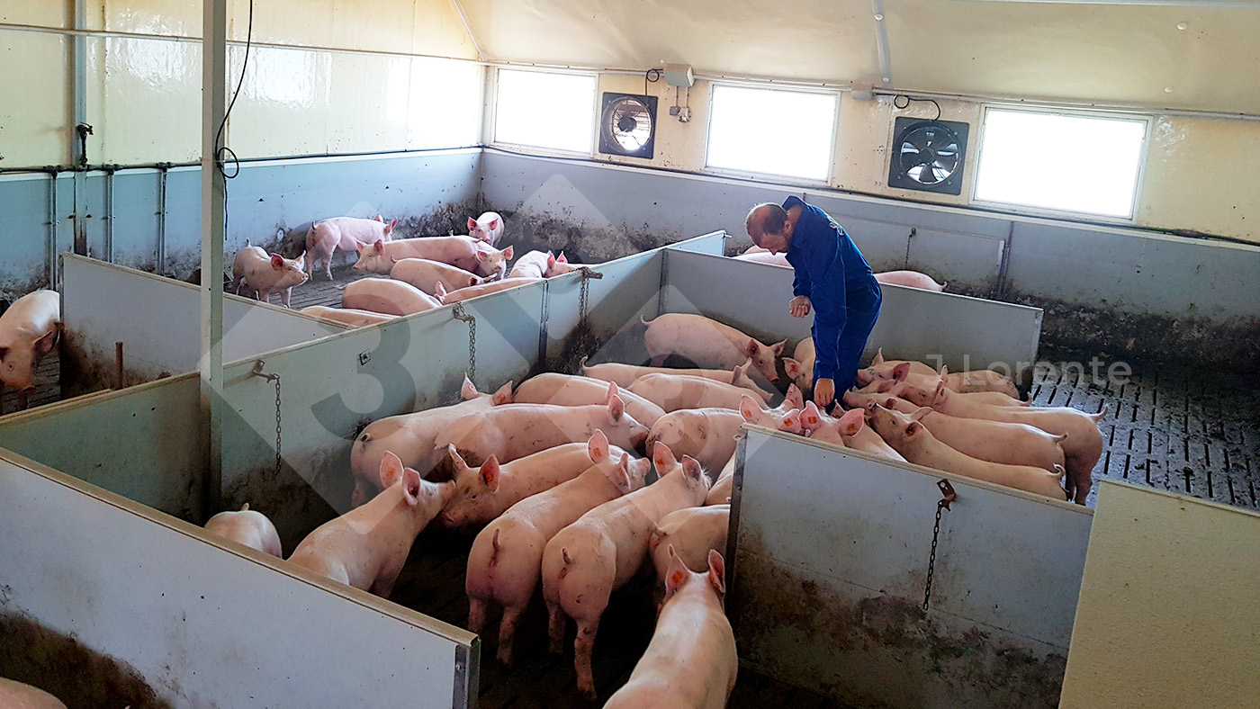 <p>Figure 5 : engraissement de grands groupes avec possibilit&eacute; de panneaux et de r&eacute;duction de l&#39;espace.</p>
