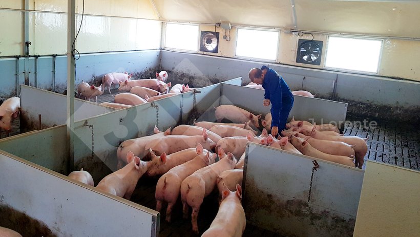 Figure 5 : engraissement de grands groupes avec possibilité de panneaux et de réduction de l'espace.