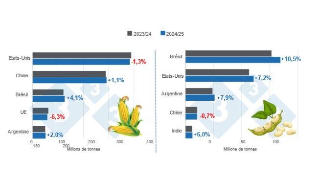 Graphique 1. Projection de récolte des principaux producteurs mondiaux de maïs et de soja - Campagne 2024/25 versus cycle 2023/24 - dernière mise à jour : 10 décembre 2024. Préparé par Éditorial 333 avec les données du FAS - USDA.