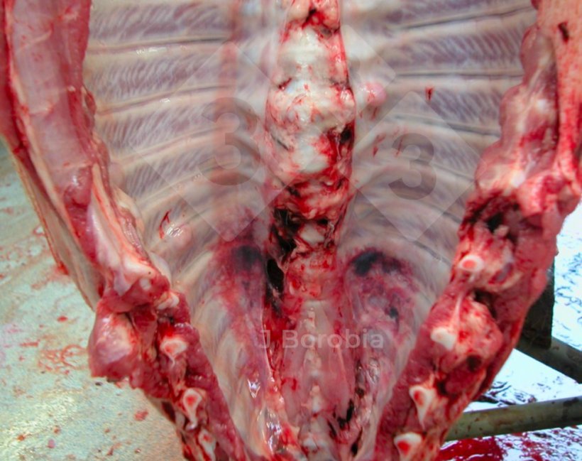 Figure 3. Exostose osseuse sur les côtes d'un porc mort à l'élevage