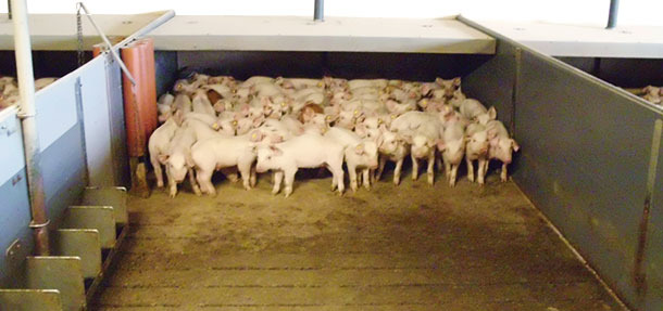 Photo 1 : Les sols avec une partie caillebotis et une partie pleine sont assez courants dans beaucoup d’élevages. Dans quelques pays, ils sont obligatoires. Sur ce type de sol, le porcelet peut choisir la zone de repos en fonction de la température et du courant d’air.