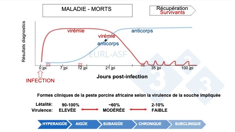 <p>Figure 1. Sch&eacute;ma de d&eacute;tection du virus et des anticorps, ainsi que de la variabilit&eacute; de la virulence de la souche apr&egrave;s exposition &agrave; la PPA. Source : Laboratoire de r&eacute;f&eacute;rence de l'Union europ&eacute;enne pour la PPA.</p>
