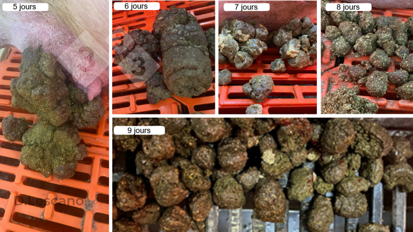 Aspect visuel des f&egrave;ces de truies constip&eacute;es.

