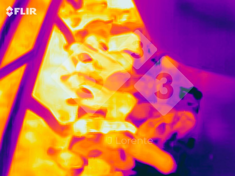 Figure 2 : Différence thermique des porcelets nouveau-nés.