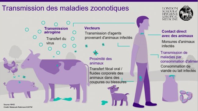 Figure 1. Voies de transmission des maladies zoonotiques. Les zoonoses sont des maladies infectieuses qui peuvent être transmises des animaux aux humains, mais également des humains aux animaux. Source : London School of Hygiene and Tropical Medicine.