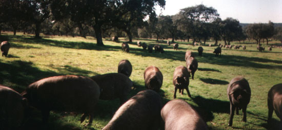 Granja de producción con cerdas de Raza Ibérica