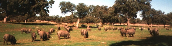 Granja de producción con cerdas de Raza Ibérica