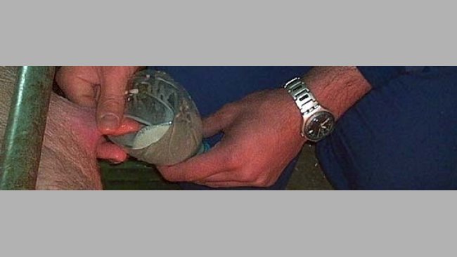 Encalostramiento de lechones