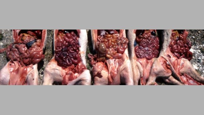 Gastroenteritis por E. coli