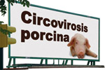 cartel circovirosis porcina