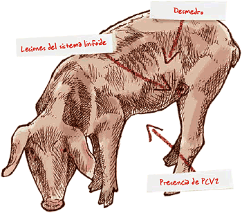 cerdo con circovirosis
