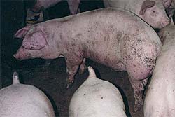 caso diagnosticado como circovirosis porcina en 1995 en Canadá