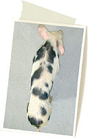 cerdo 2 meses con circovirosis