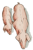 Cerdo con circovirosis junto a cerdo sano normal