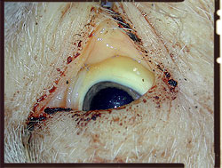 circovirosis ojo