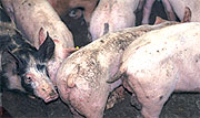 Grupo de cerdos afectados de circovirosis porcina
