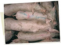 grupo de cerdos circovirosis