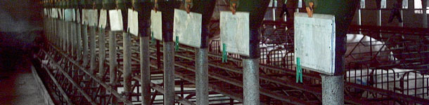 Cada lote de cerdas se identifica con un color dis 2