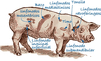 órganos linfoides con gran cantidad de PCV2