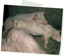 cerdos circovirosis