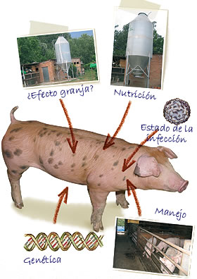 factores de riesgo frente a la circovirosis