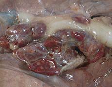 pulmón complejo respiratorio porcino ncremento de tamaño de los linfonodos mediastínicos