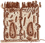 Células epiteliales intestinales