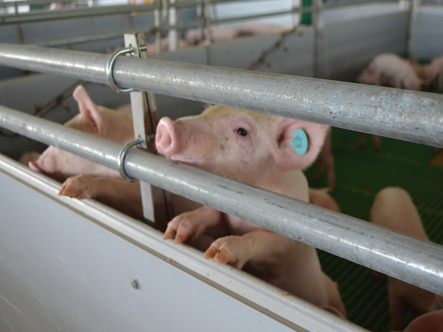 ICA, estableció medidas sanitarias prevenir PPA