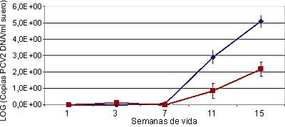 Los animales afectados de circovirosis porcina (línea azul) presentan una carga vírica en suero significativamente mayor que los animales sanos (línea rosa).