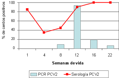 sero y pcr PCV2