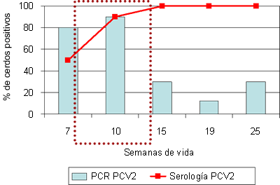 granja afectada por circovirosis porcina entre las 8 y 14 semanas de vida